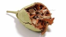  Baobab, Buah Super dengan Sejuta Manfaat