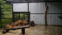 Harimau 13 Tahun Tewas di Bunbin Surabaya
