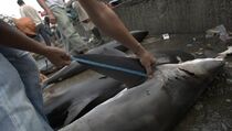 Penyelundupan 519 Sirip Hiu di Bakauheni Berhasil Digagalkan