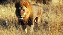 2 Singa Afrika dan 1 Harimau Sumatera di Bonbin Jambi Mati Diracun