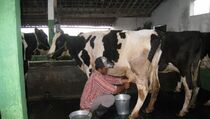 Kemtan Kembali Lepas Bibit Sapi Perah dengan Harga Terjangkau