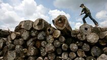 Kemenhut Anggap LSM Hambat Pertumbuhan Hutan Tanaman Industri