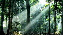 4.868 Hektare Lahan Hutan Mamuju Kritis