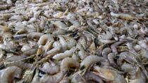 Ekspor Udang ke AS Jadi Angin Segar Produk Perikanan RI