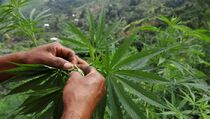 Polisi Amankan 340 Kg Ganja