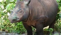 Hari Badak Sedunia, Aktivis WWF Pawai Dukung Penyelamatan