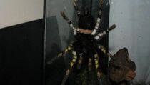 Ditemukan, Spesies Tarantula Seukuran Wajah Manusia