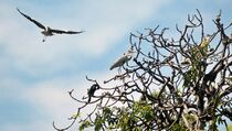 Bantahan Kemhut Soal Alih Fungsi Hutan Aceh Dinilai Keliru