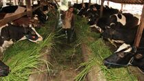 Pabrik Pakan Ternak Akan Dibangun di Halmahera Barat