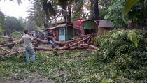 Pohon Rapuh Timpa Mobil di Dekat Rumah Dinas Jokowi