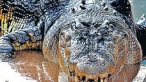 Mandi di Sungai, Seorang Warga Paser Disambar Buaya