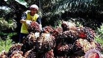 Sertifikasi RSPO Dorong Penanaman Sawit Berkelanjutan 