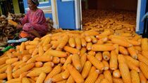 ARAM II 2014, Produksi Jagung dan Kedelai Naik