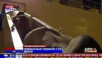 Ribuan Sapi Impor Siap Potong Tiba di Indonesia 
