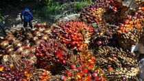 Petani Sawit di Mamuju Sulit Cari Pupuk