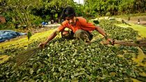 Lahan Coca di Kolombia Berkurang 25%