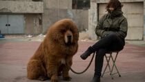 Kebun Binatang China Gunakan Anjing Sebagai 