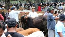 Harga Sapi Kurban di Karimun Naik Rp 2 Juta/Ekor