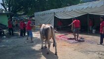  Hadapi Idul Adha, 6,3 Juta Ternak Disiapkan di Kaltim