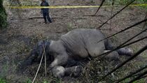 BKSDA Bengkulu Selidiki Kematian Gajah di PLG Sebelat