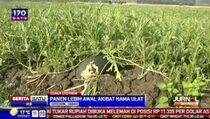 Permukiman Warga Bali Diserang Ulat Bulu