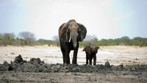 Lebih dari 300 Ekor Gajah Mati Diracun di Taman Nasional Zimbabwe