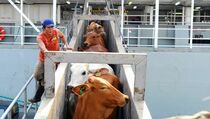 Impor Sapi Australia Dikurangi, Tony Abbot Kecewa