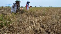 Padi Diserang Hama, Petani Sulteng Resah