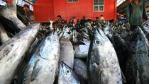Dinas Kelautan dan Perikanan Mimika Agendakan Uji Rutin Formalin pada Ikan