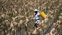 Petani Jayapura Keluhkan Kelangkaan Pupuk Urea