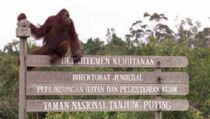 PT. Andalan Sukses Makmur Hibahkan Lahan 809 Hektare ke Pemprov Kalteng