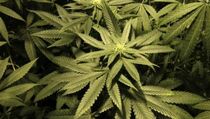  Berantas Peredaran Ganja, Polsek Bekasi Selatan Amankan Tiga Pelaku  