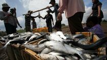Realisasi Produk Perikanan Budi Daya Lampui Target