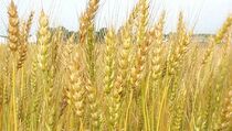 FAO: Konflik di Ukraina Bisa Picu Kenaikan Harga Pangan Dunia hingga 20%