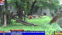 Polisi Kesulitan Ungkap Kematian Singa di Kebun Binatang Surabaya