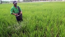  Sultra Dapat Bantuan Pupuk NPK 17.000 Ton 