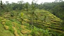 Pengamat: Beban Lingkungan Bali Kian Berat