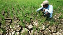 Kemarau, Petani di Mamuju Gagal Panen