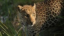 Macan Tutul Berhasil Dievakuasi dari Pemukiman Warga