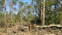 Akibat Deforestasi, 15 Miliar Pohon Hilang Setiap Tahun 