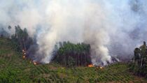 Masyarakat Temukan Titik Api di Taman Nasional Bukit Tigapuluh