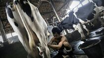 PPSKI: Pemerintahan SBY Gagal Membangun Pertanian