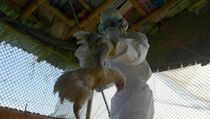 Virus Flu Burung H5N1 Merebak di Malaysia