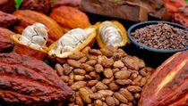 Industri Kakao Potensial Dibangun di Sultra