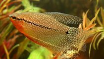 Korupsi Pusat Ikan Hias, Kejari Bekasi Jebloskan Sunandar ke Lapas