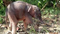 Populasi Gajah Kerdil Borneo Tinggal 80 Ekor di Kaltim