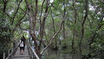 Hutan Mangrove Jadi Andalan Wisata Desa Budo
