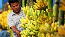 Permintaan Tinggi, Harga Pisang di Mamuju Naik