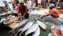 Harga Ikan Segar di Kendari Turun