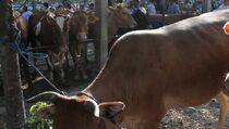 Harga Sapi di Bantul Naik Rp 1,5 Juta/Ekor